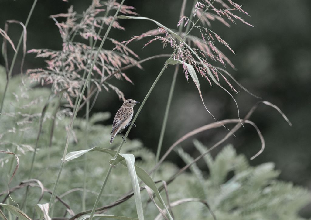 Stiaccino (Saxicola rubetra)